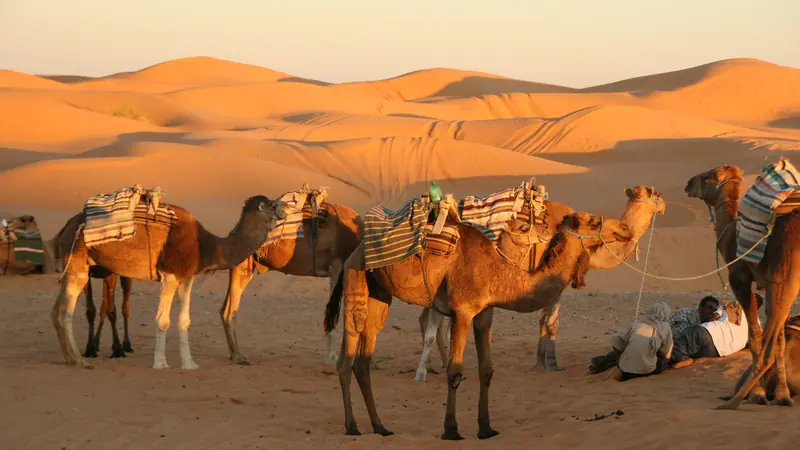 A camel caravan resting in the dunes of the Tunisian Sahara